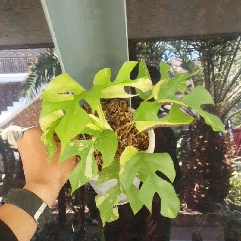 monstera tetrasperma varigata putih/monstera /philodendron / tanaman hias