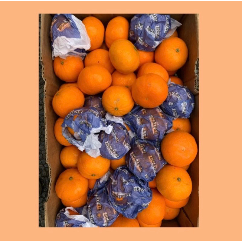 

Jeruk murcot Australia 1 dus