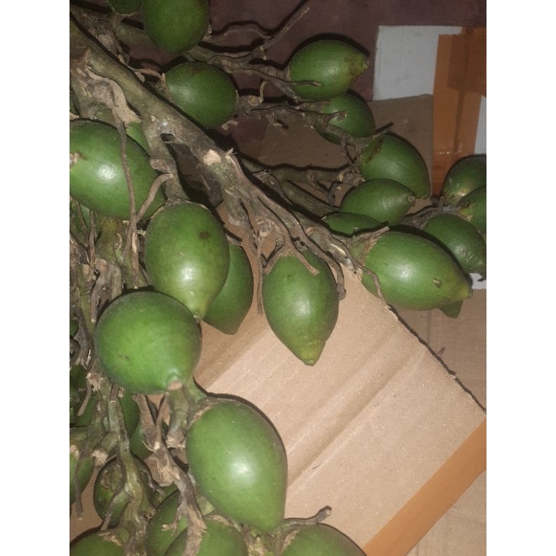 

Buah pinang muda sgar 500 gr buah sakti