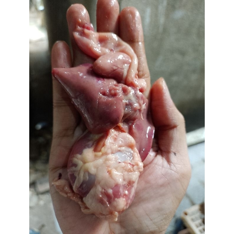 

ati ampela 10pasang