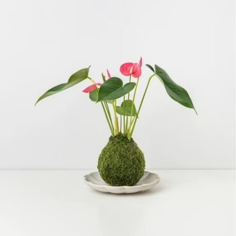mossball - Anthurium merah | mini anthurium