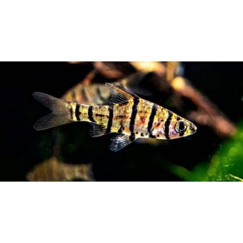 

Ikan strip 8 (Eirmotus Sp)