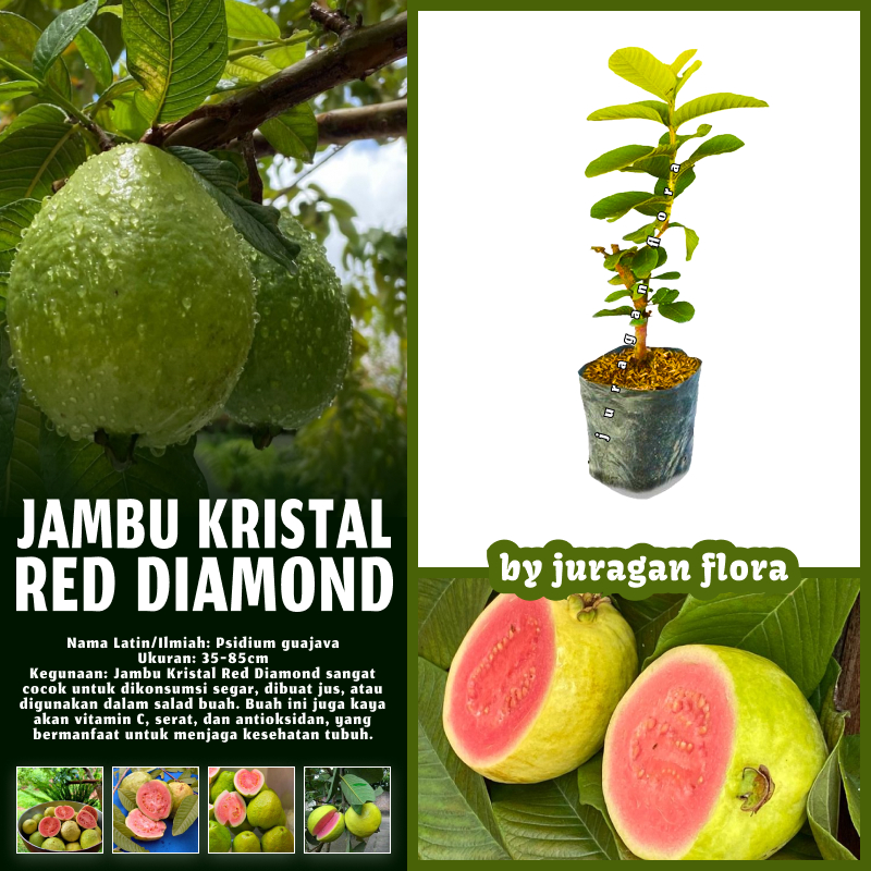 BIBIT TANAMAN JAMBU KRISTAL MERAH RED DIAMOND ASLI OKULASI POHON JAMBU KRISTAL MERAH
