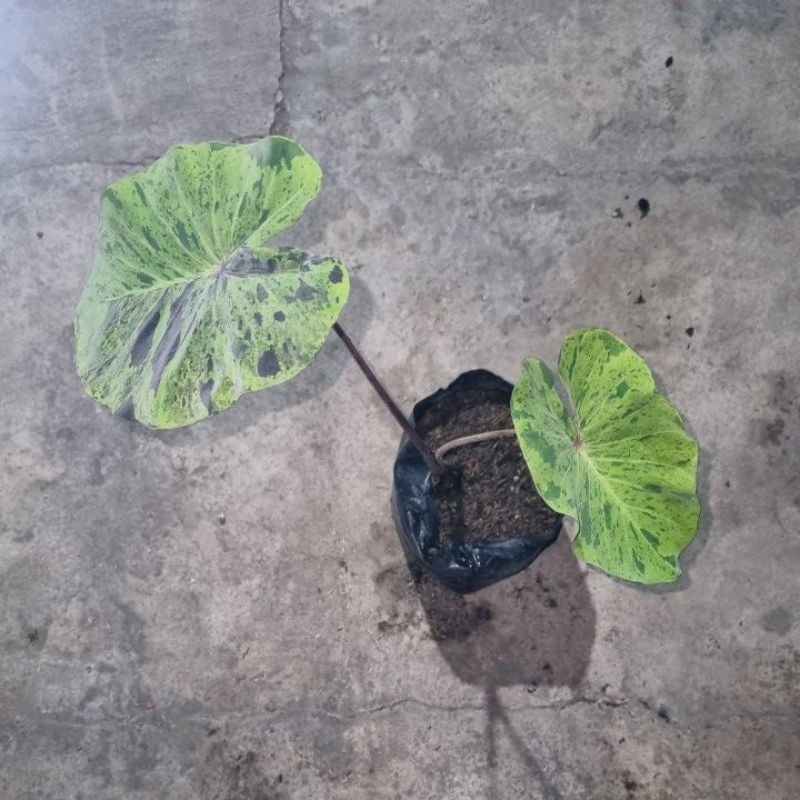 colocasia mojito