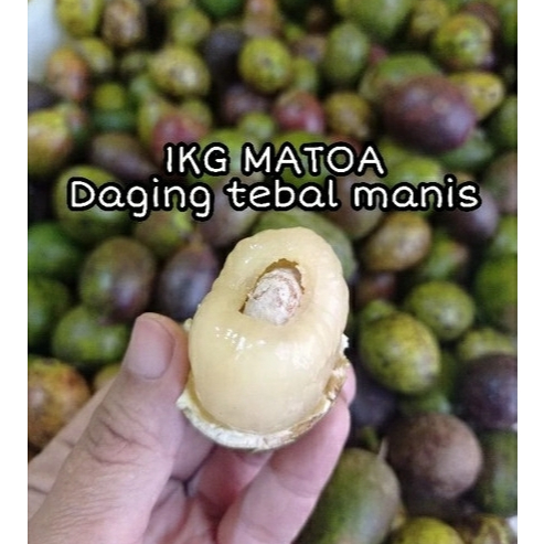 

Buah Matoa Fresh kemasan 1 kg