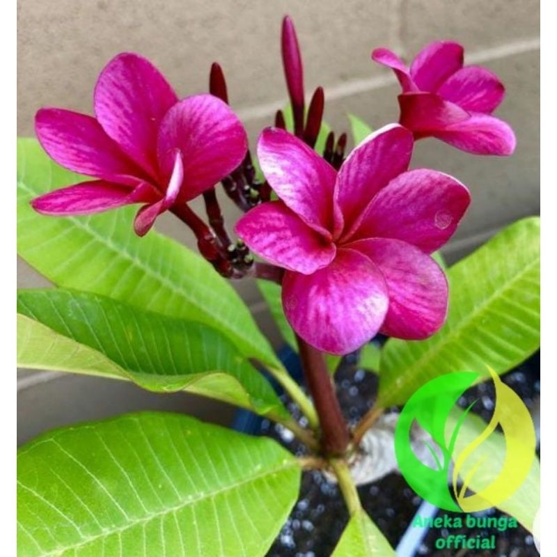 Kamboja Bali sudah berakar id: PINK PURPLE - pohon Kamboja Bali tinggi sampai 1meteran