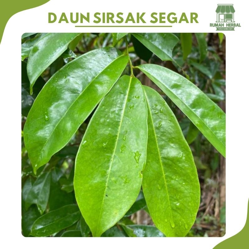 

Daun Sirsak Segar dan Aman dikonsumsi Daun Sirsak Segar Obat Herbal Tradisional