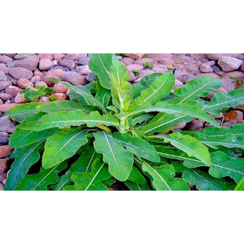 

Daun Tempuyung Segar Herbal 500Gram Terbaik