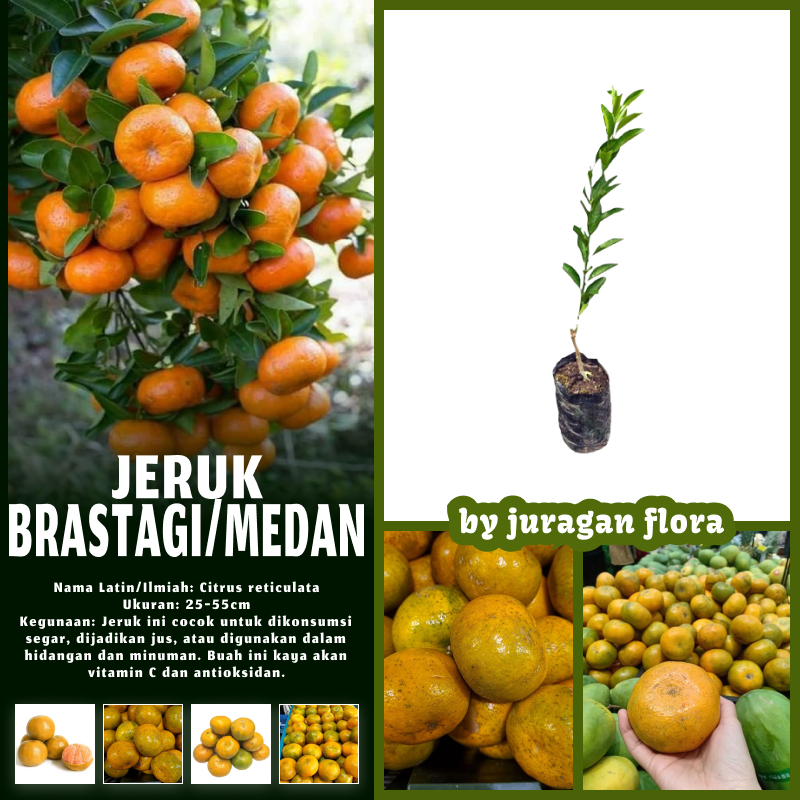 BIBIT TANAMAN JERUK MEDAN MANIS OKULASI CEPAT BERBUAH / TANAMAN JERUK MEDAN / BIBIT JERUK MEDAN / PO