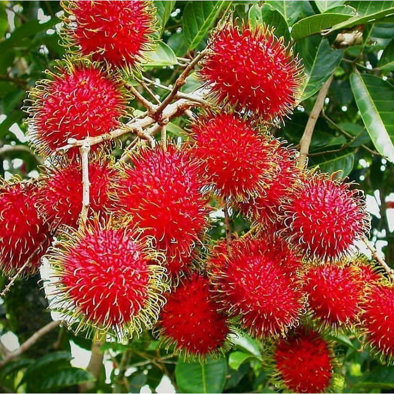 

Bibit Rambutan Binjai Super Manis | Cepat Berbuah