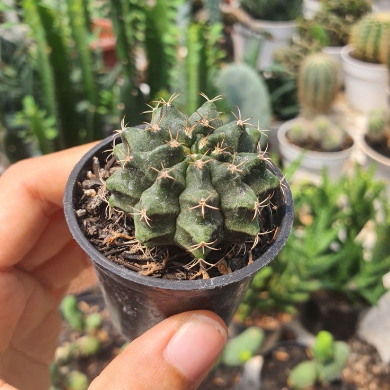 Kaktus Gymno Murah Baby Anakan dari Biji Seedling Cactus Gymnocalycium Mihanovichii Hybrid Miha Hibr