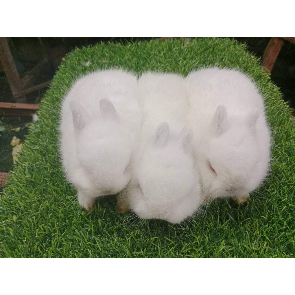 Sepasang Anakan Kelinci Rabbit Bunny  Hias Mini Netherland Dwarf