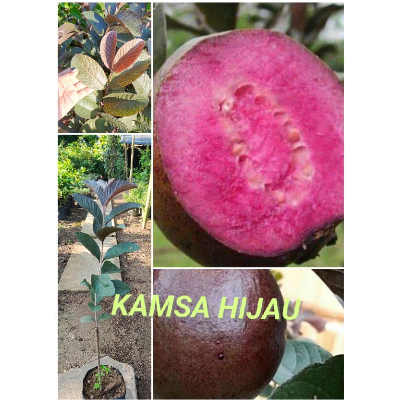 bibit jambu biji ungu | jambu biji australia