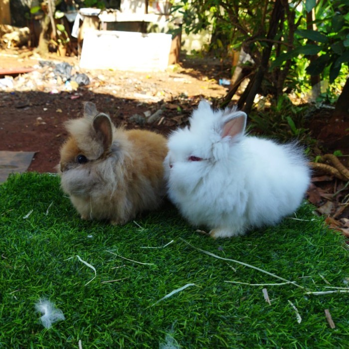 Sepasang Anakan Kelinci Rabbit Bunny LionHead Bonus Free Gratis Pakan