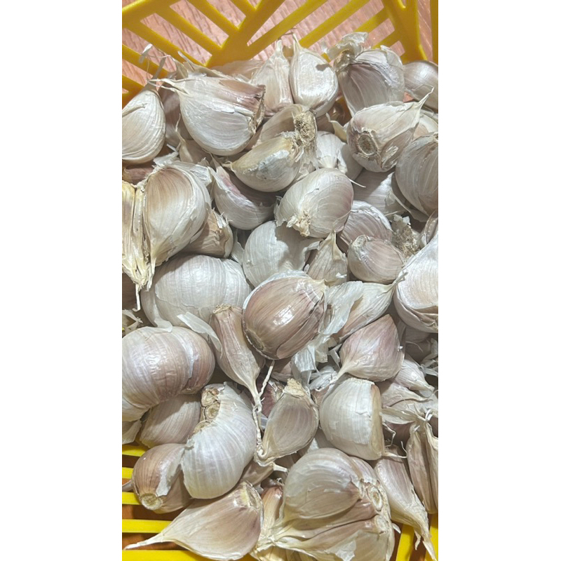 

Bawang Putih Kating