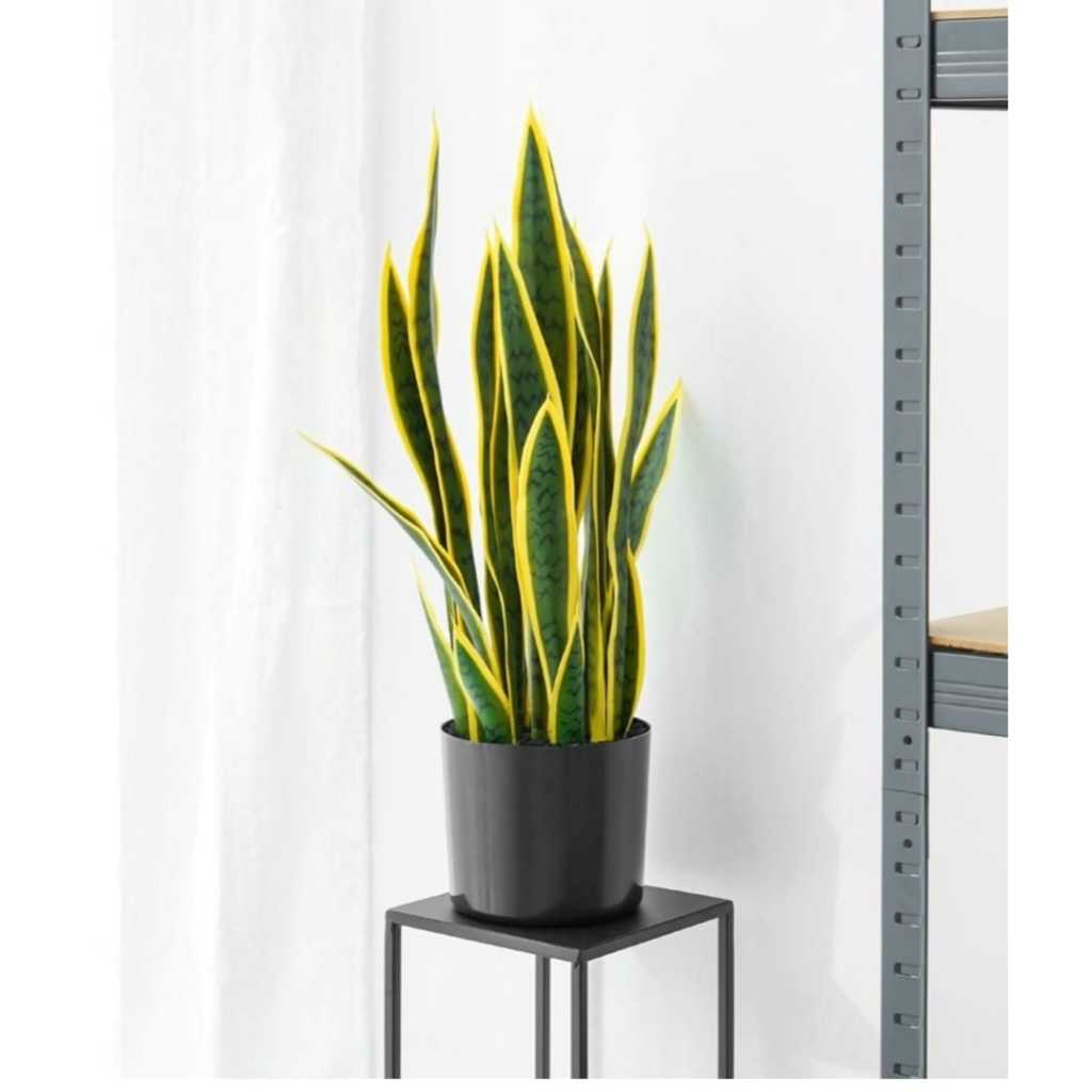 TANAMAN HIAS SANSAVIERIA INFORMA//TANAMAN HIAS//BUNGA HIAS//TANAMAN LIDAH MERTUA