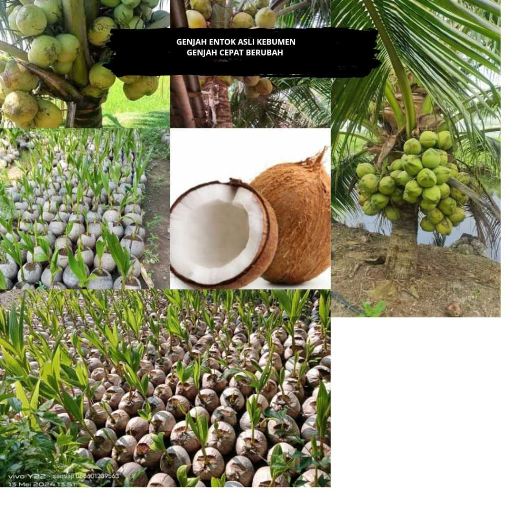 kelapa Bibit kelapa sawit terbaik,Bibit kelapa sawit tenera,Bibit kelapa sawit ppks