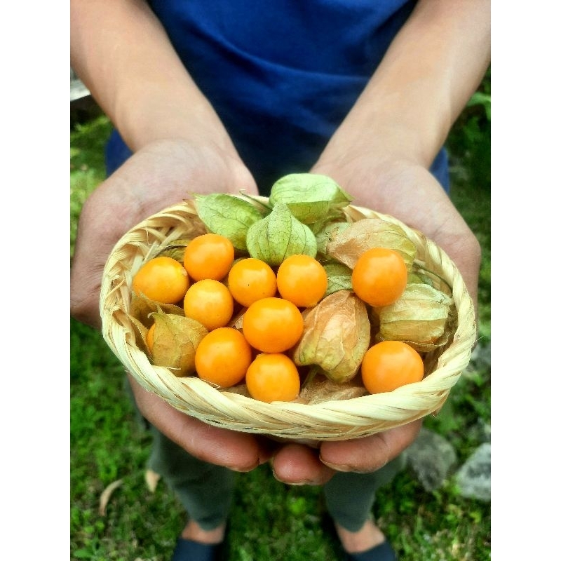 

Buah Ciplukan Segar 500 gram - Goldenberry atau Cecendet fresh