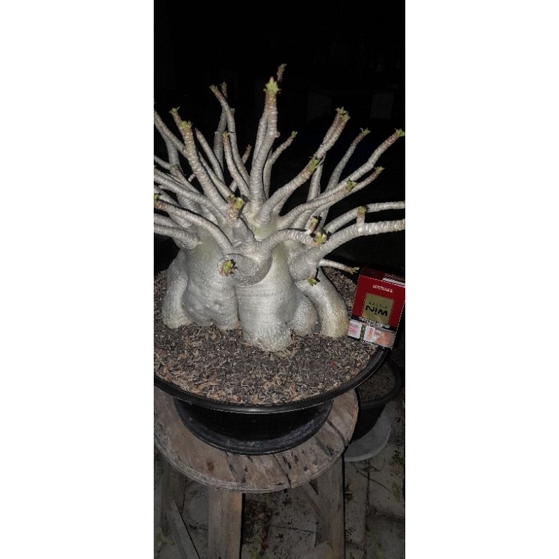 ADENIUM ARABICUM JUMBO INDUKAN ID. GODJI NOMSOD DD