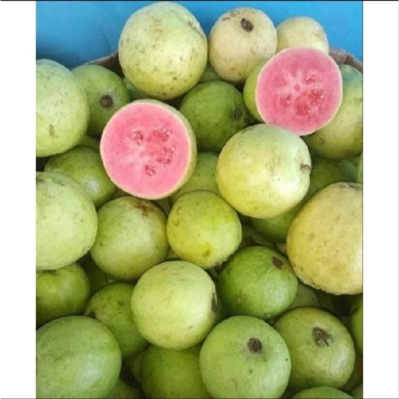 

Jambu Biji Merah 1kg