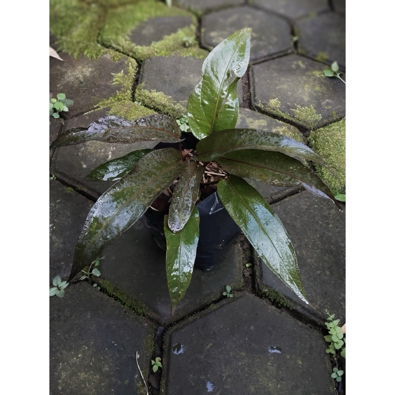 Anthurium hookeri black