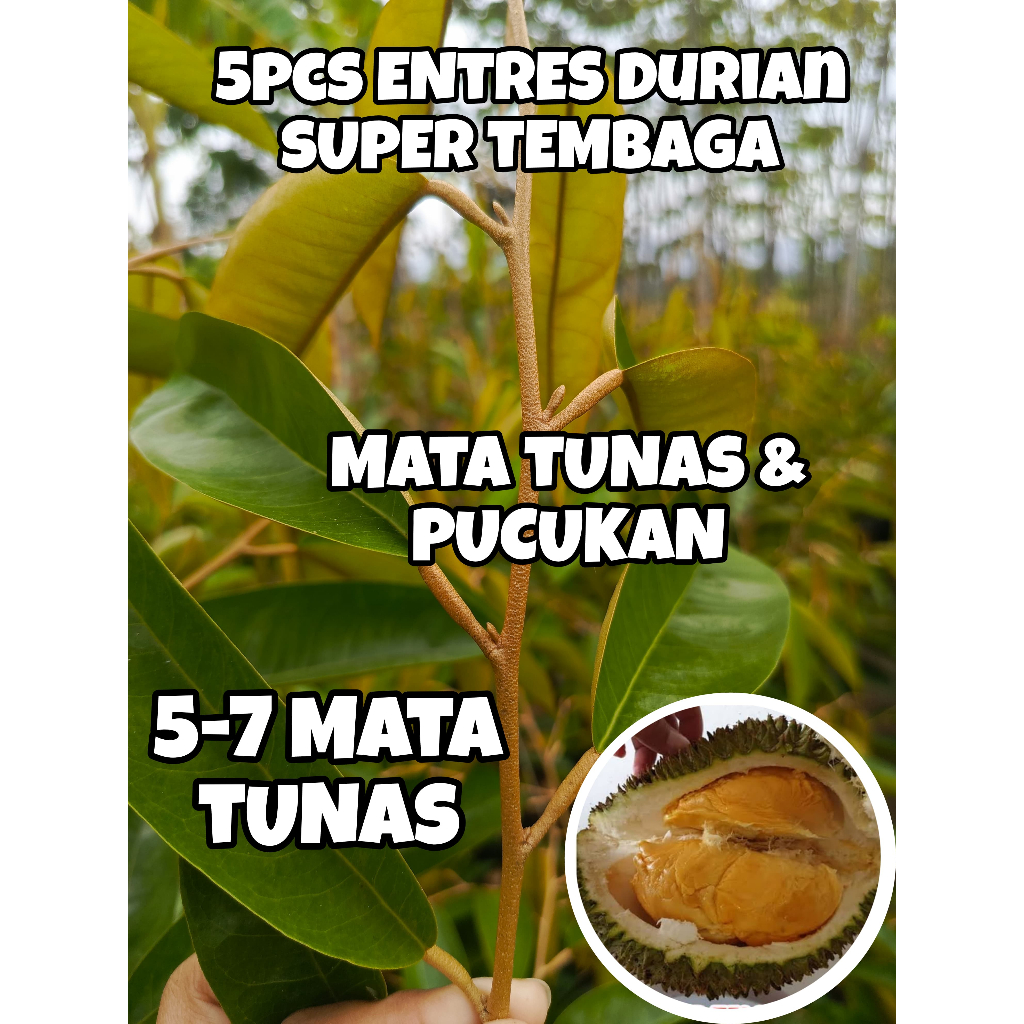 ENTRES DURIAN SUPER TEMBAGA ENTRES BERKUALITAS SUPER (5PCS)