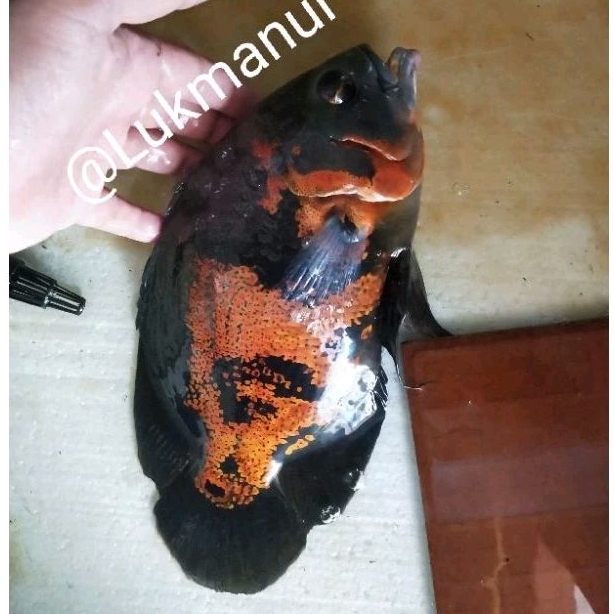 Ikan oscar batik ukuran besar