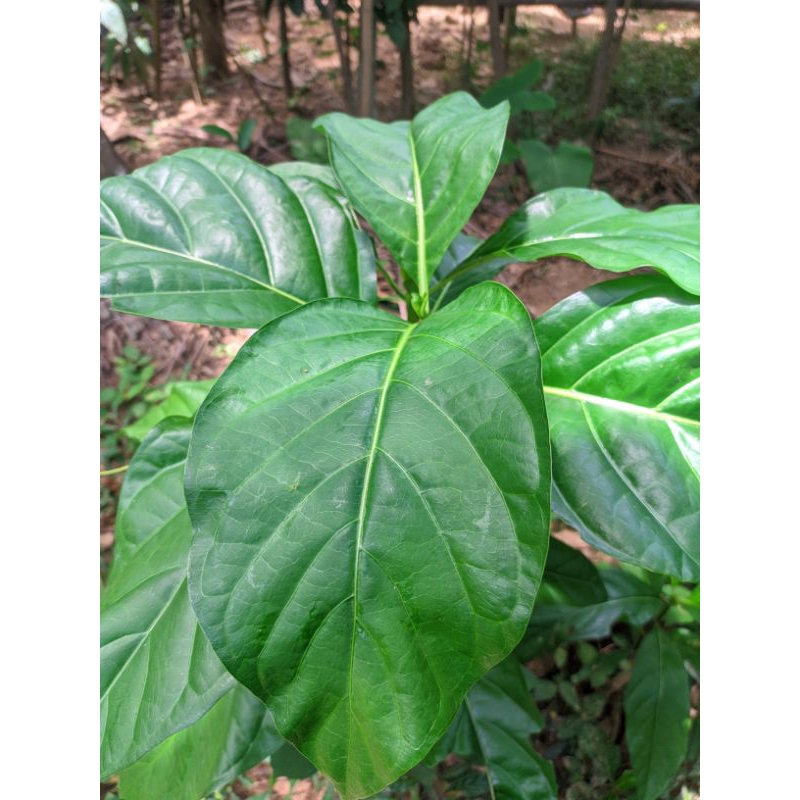 

daun pace perpak 100gram