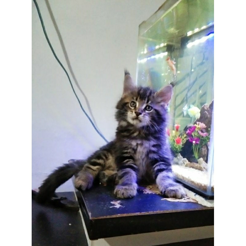 Kitten MaineCoon Betina Pure bukan mix GARANSI. Induk ped CFA Pure Maine Coon