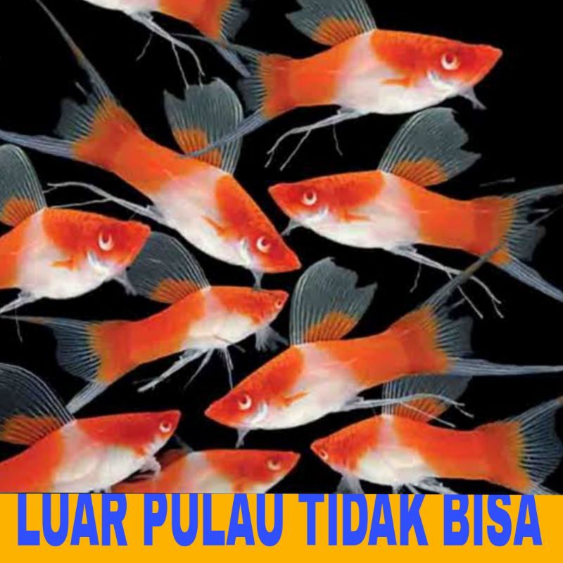 ikan hias kohaku platy bonus pakan