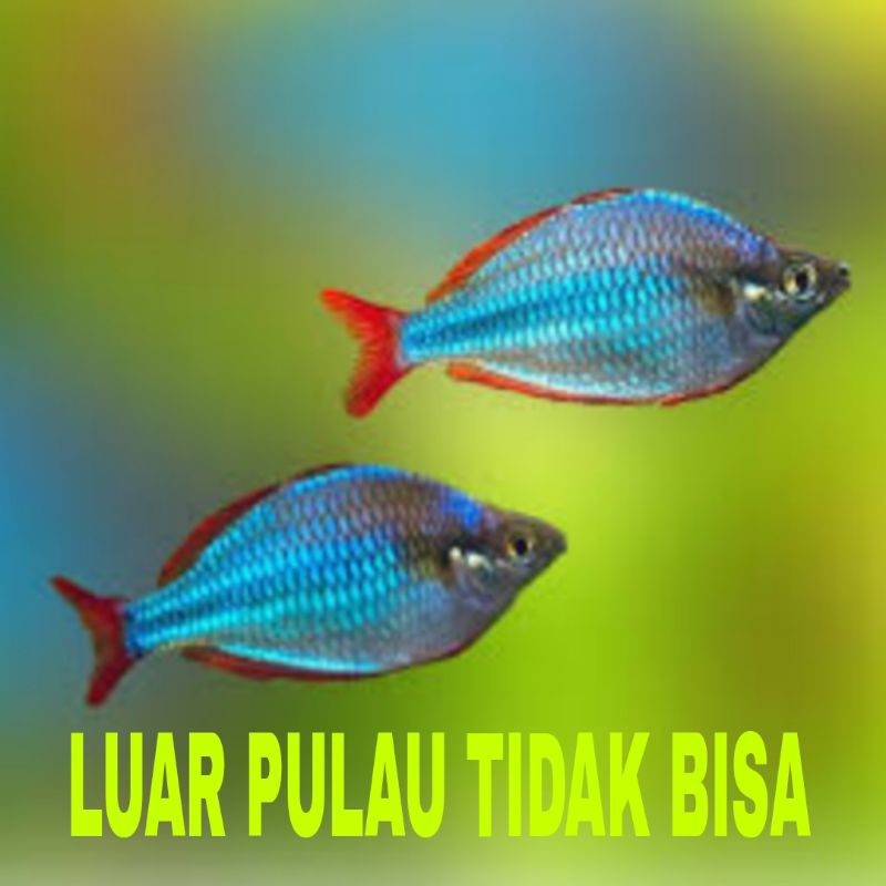 ikan hias rainbow Peacock isi 10