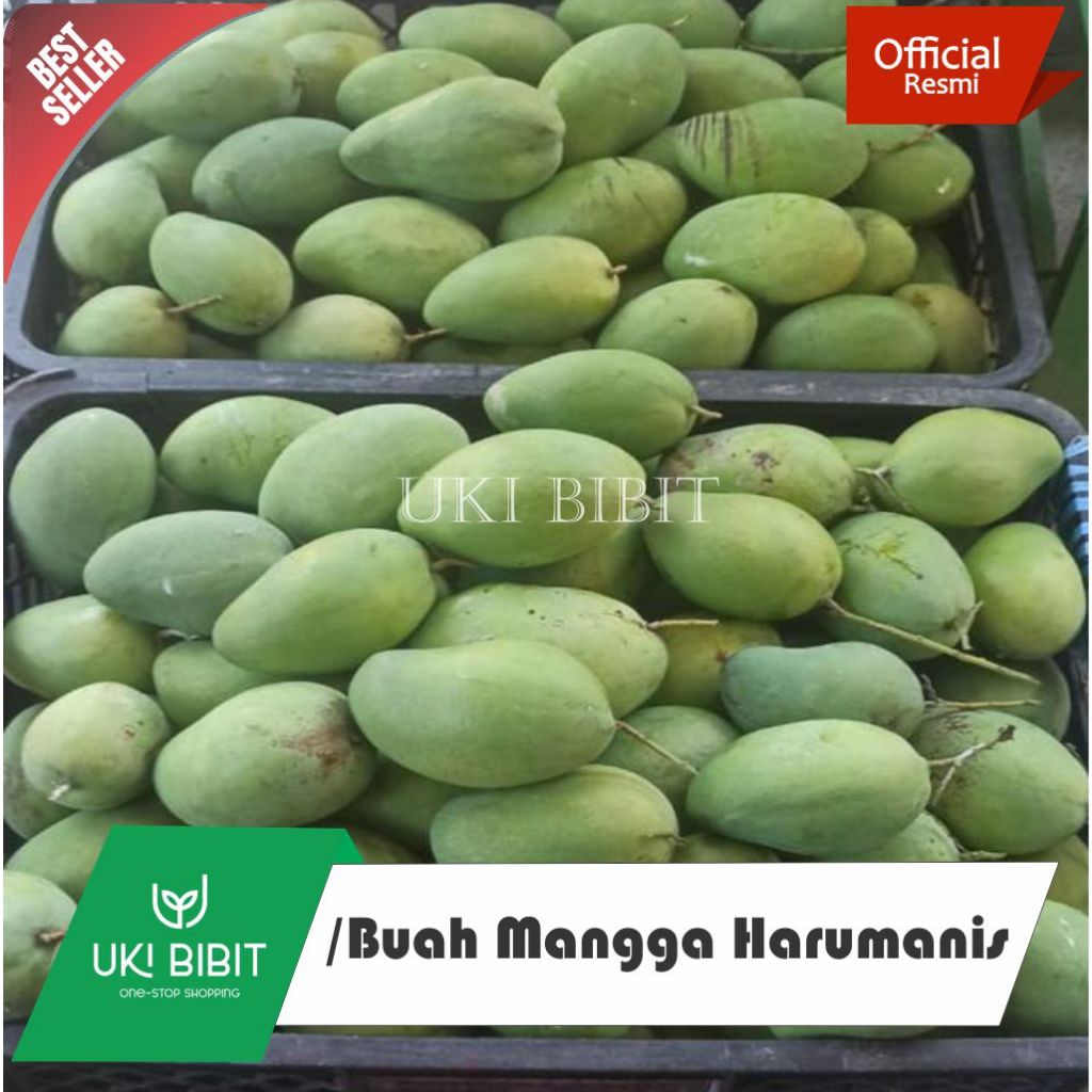 

1 Kg Buah Mangga Harumanis | Harum Manis | Arumanis Asli Indramayu Mengkal Fresh Petik Pohon