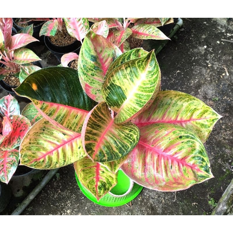 AGLONEMA MOONLIGHT AGLO RED IMELDA