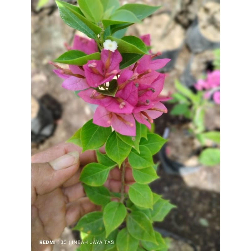 bogevile singapore merah fanta