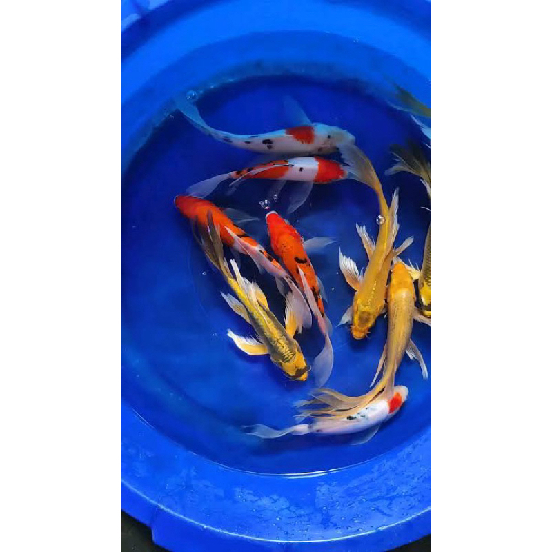 KOI WARNA SLAYER 3 EKOR SIZE 15-20CM SUPER CANTIK GRADE A BLITAR
