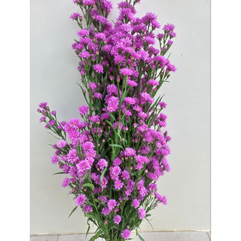 Bunga Potong Pikok Warna Ungu