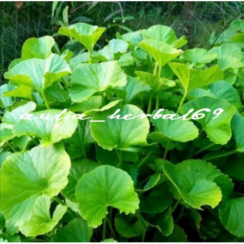 

Daun pegagang atau antanan fres 500gr