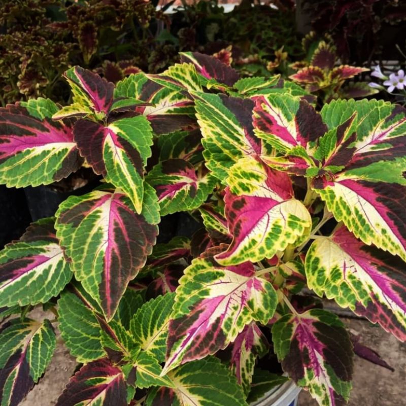 Miana Coleus Batik Borneo Jawer Kotok
