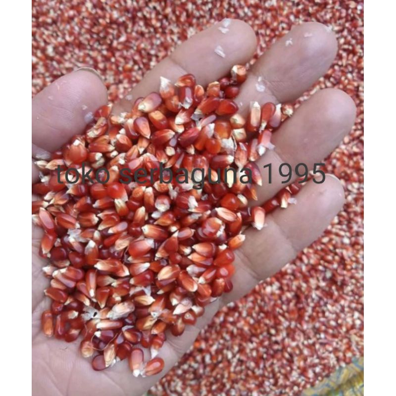 

jagung kristal/kecil