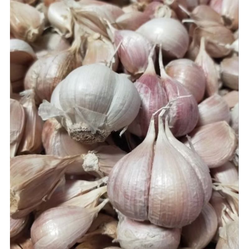 

Bawang Putih KATING Bersih Murah Promo Sale Kualitas Bagus Premium