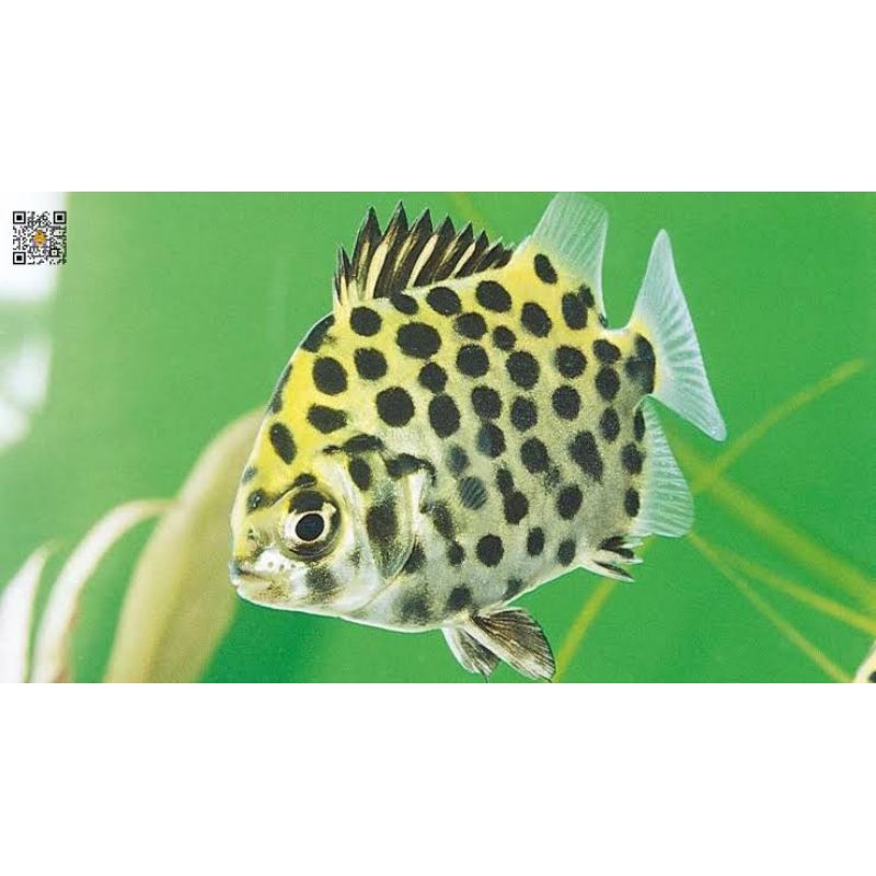 Ikan Kiper 100% Air Tawar (Scatophagus Argus) tankmate Aquarium  || Garansi Hidup