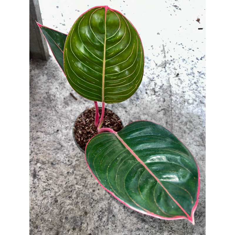 Aglonema Lipstik Cobra