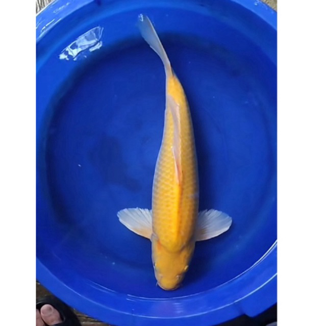 KOI OGON BANANA SIZE 35CM JUMBO BLITAR