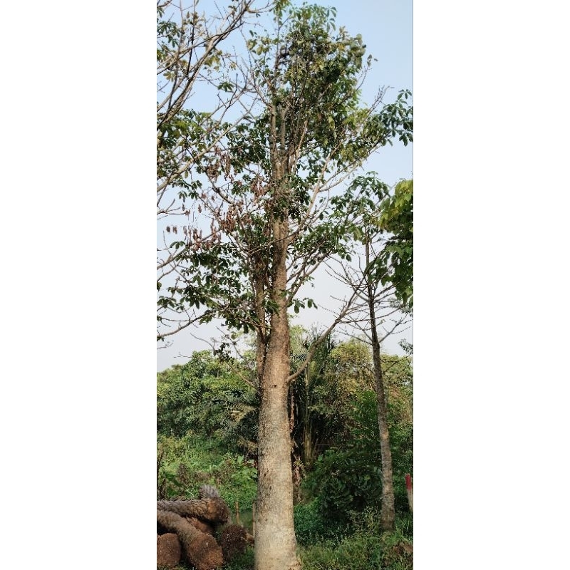 pohon baobab lingkar 1 meter