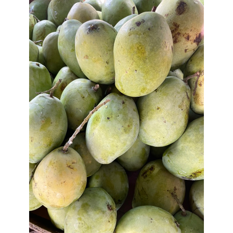 

MANGGA INDRAMAYU TUA 1kg