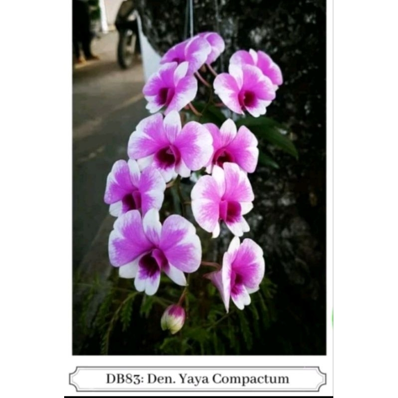 Anggrek Dendrobium Mini Yaya Compactum Rajin Bunga / Di kirim sudah dengan pot dan media tinggal can