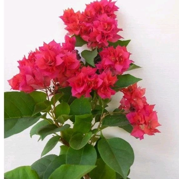 Bougenville berbunga Hawai Merah Fanta