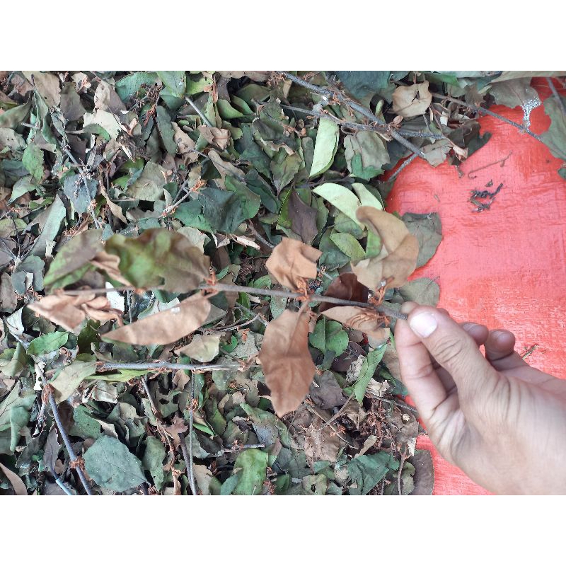 

BENLU JERUK kering 100% ASLI 1KG