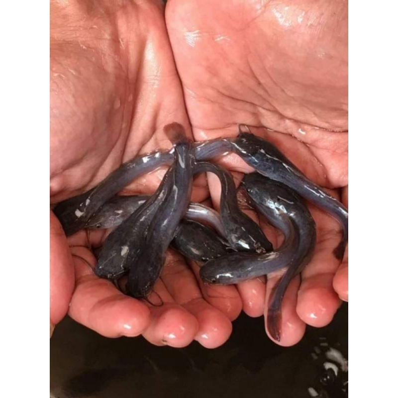 Bibit ikan lele Sangkuriang 7-8cm