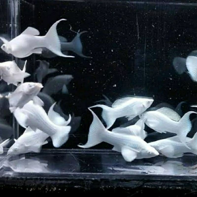 platinum cawang balon molly